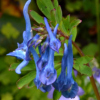 Corydalis elata - Abriachan Nurseries 2